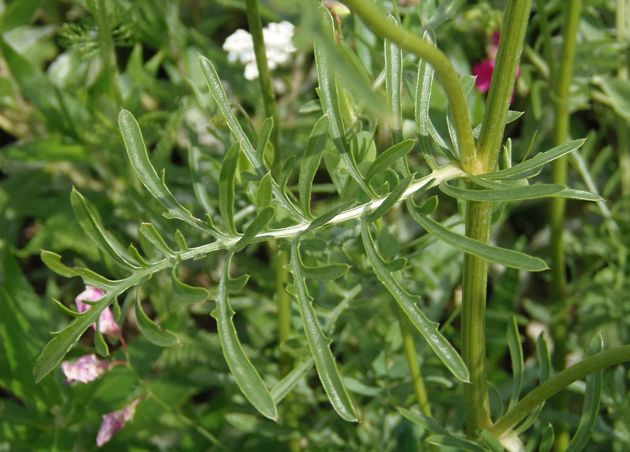 Image of Centaurea orientalis specimen.