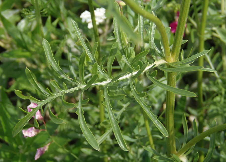 Изображение особи Centaurea orientalis.