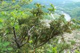 Juniperus deltoides. Верхушка растения с микростробилами. Адыгея, хр. Уна-Коз, заросли кустарников на горном склоне близ обрыва, выс. ≈ 1000 м н.у.м. 30.04.2016.