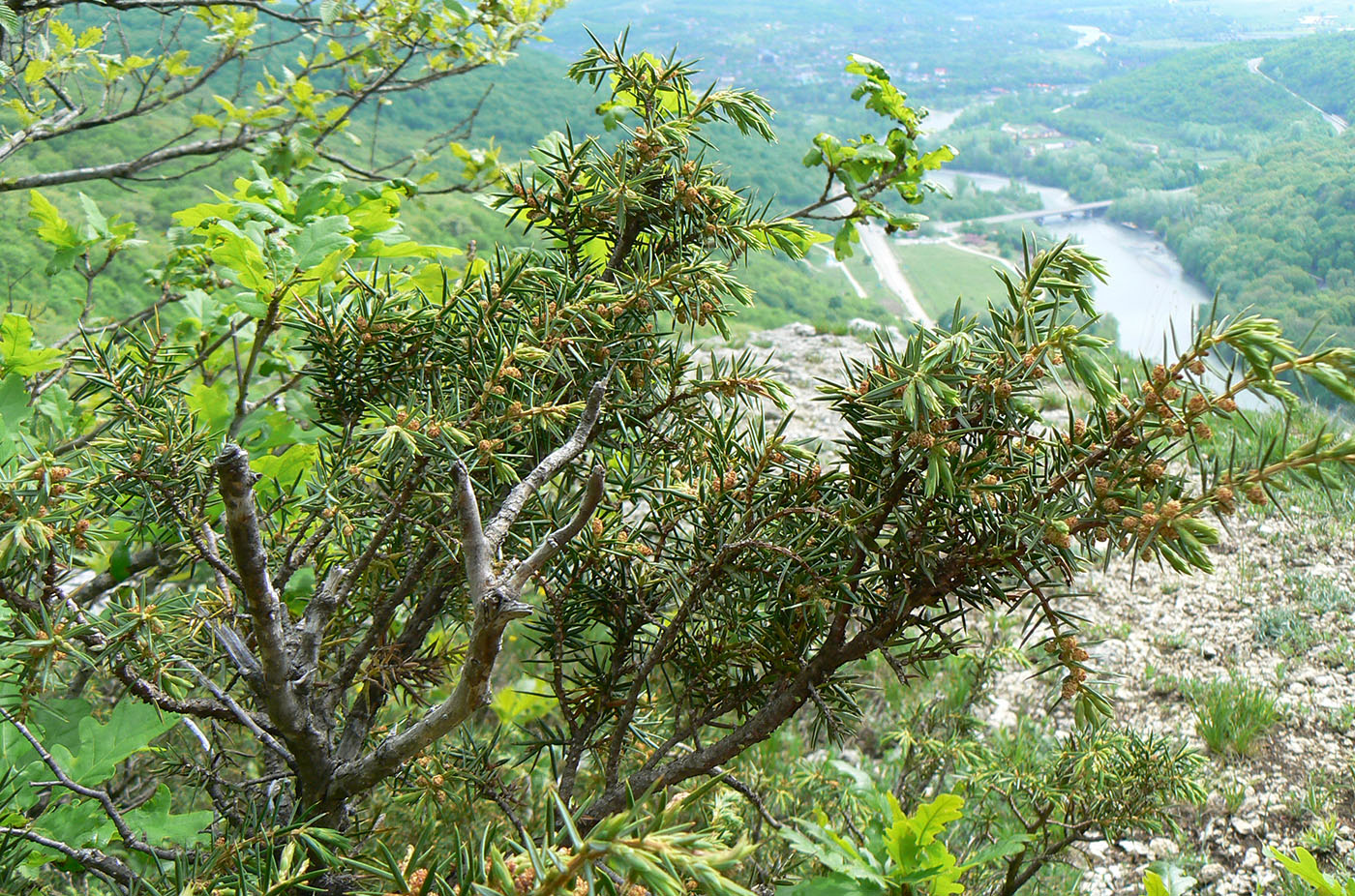 Image of Juniperus deltoides specimen.