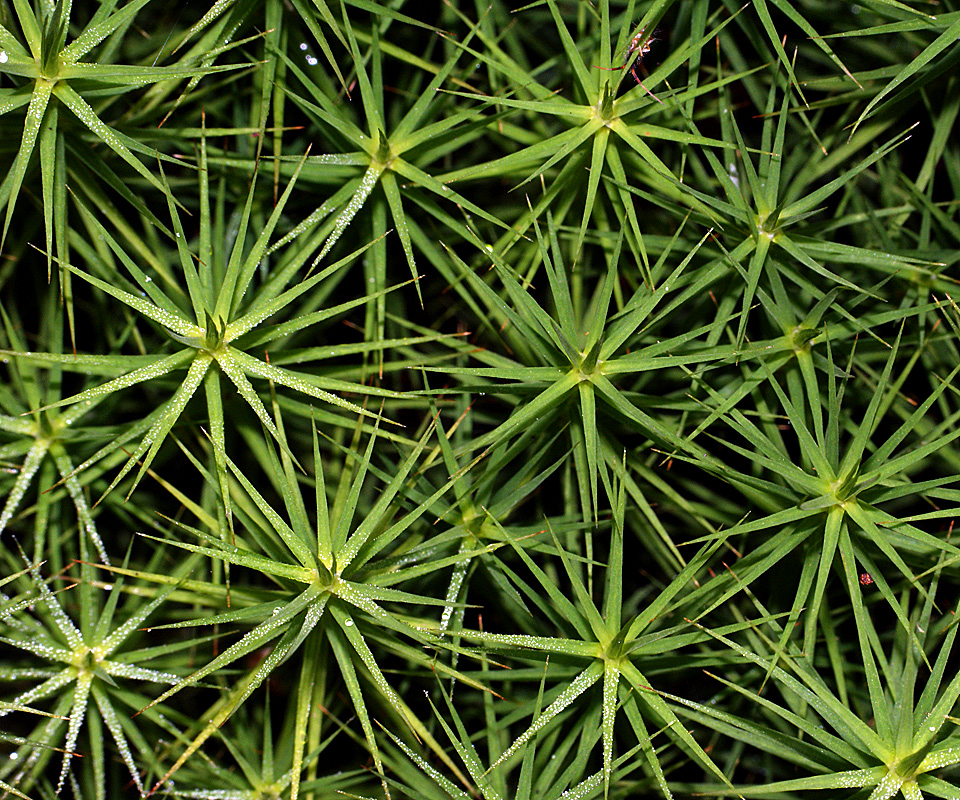 Image of Polytrichum commune specimen.