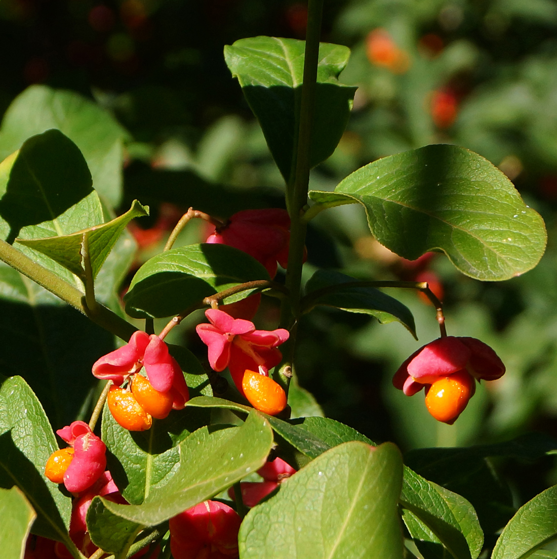 Изображение особи Euonymus europaeus.