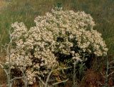 Crambe tataria