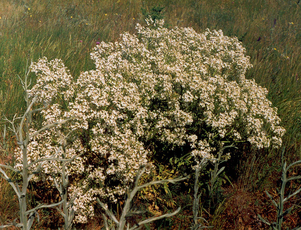 Image of Crambe tataria specimen.