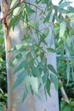 Eucalyptus camaldulensis. Веточка. Италия, регион Лацио, провинция Риети (Rieti), г. Мальяно-Сабина (Magliano-Sabina), в культуре. 7 сентября 2014 г.