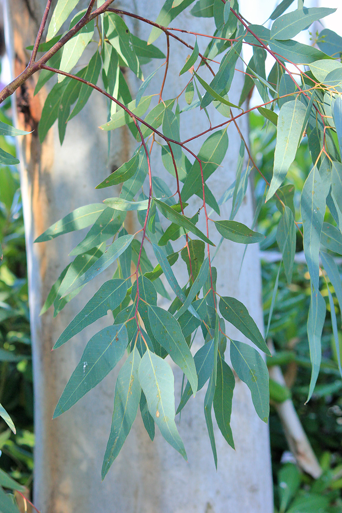 Изображение особи Eucalyptus camaldulensis.