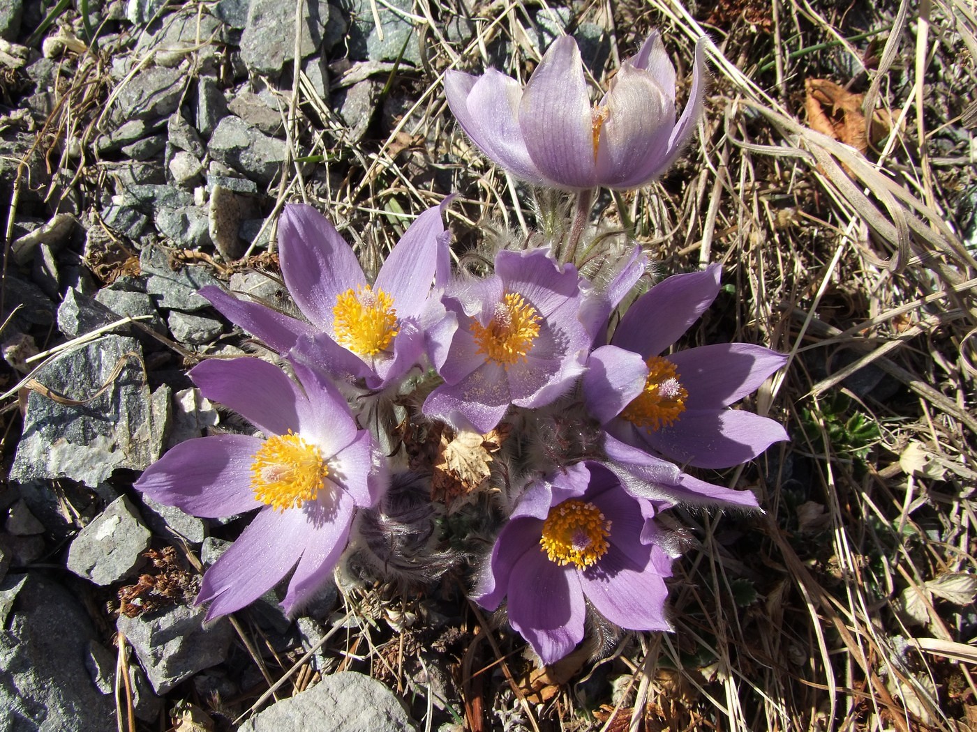 Изображение особи Pulsatilla multifida.