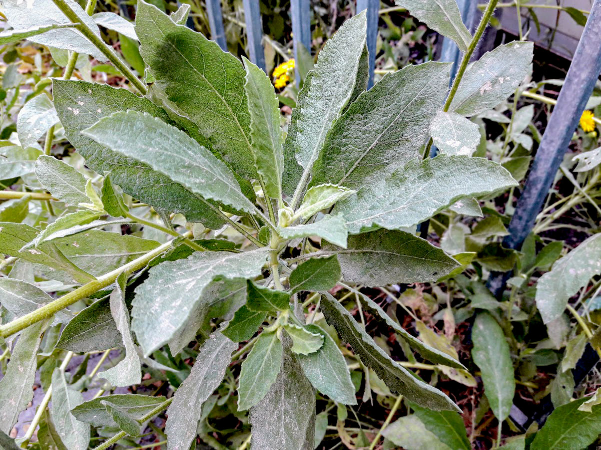 Image of Heterotheca subaxillaris specimen.