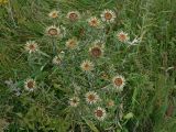 Carlina biebersteinii