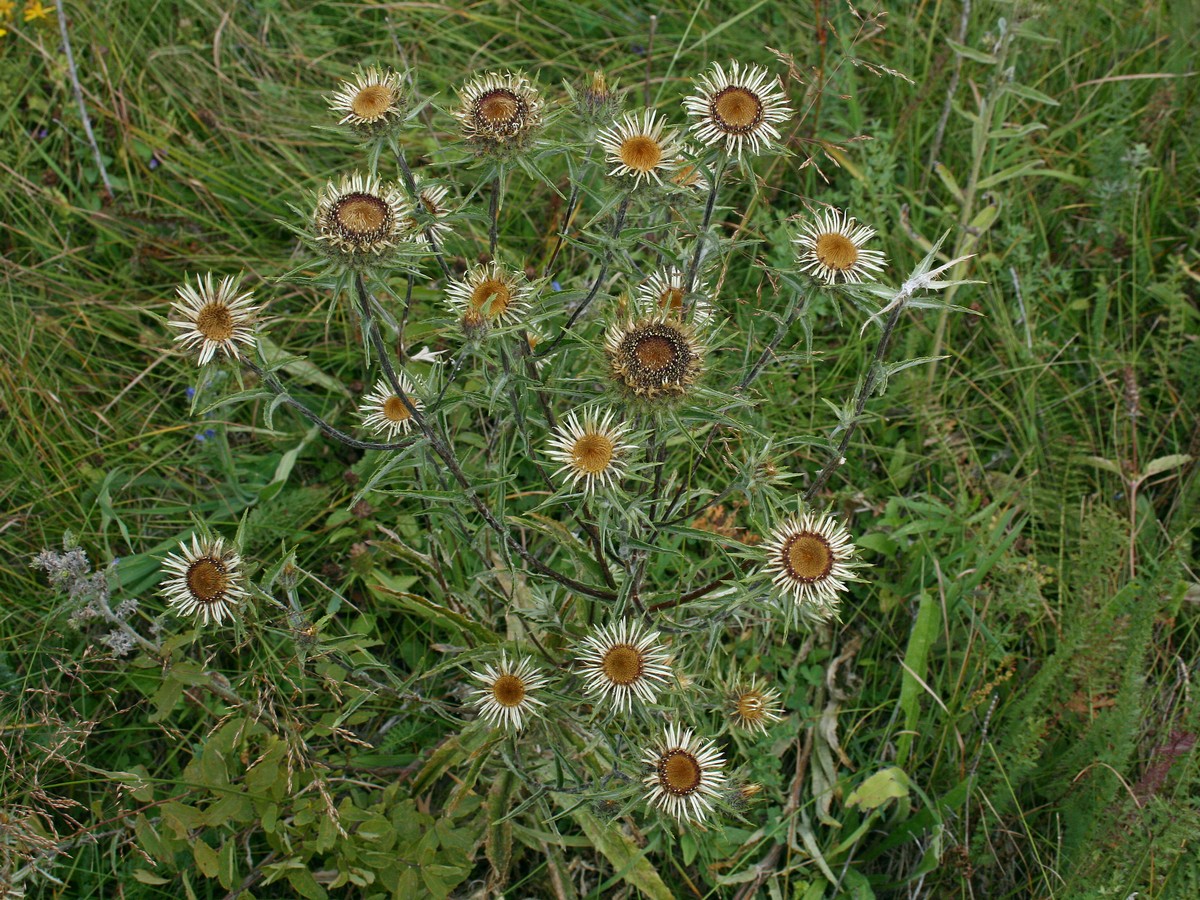 Image of Carlina biebersteinii specimen.