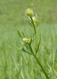 Ranunculus polyanthemos