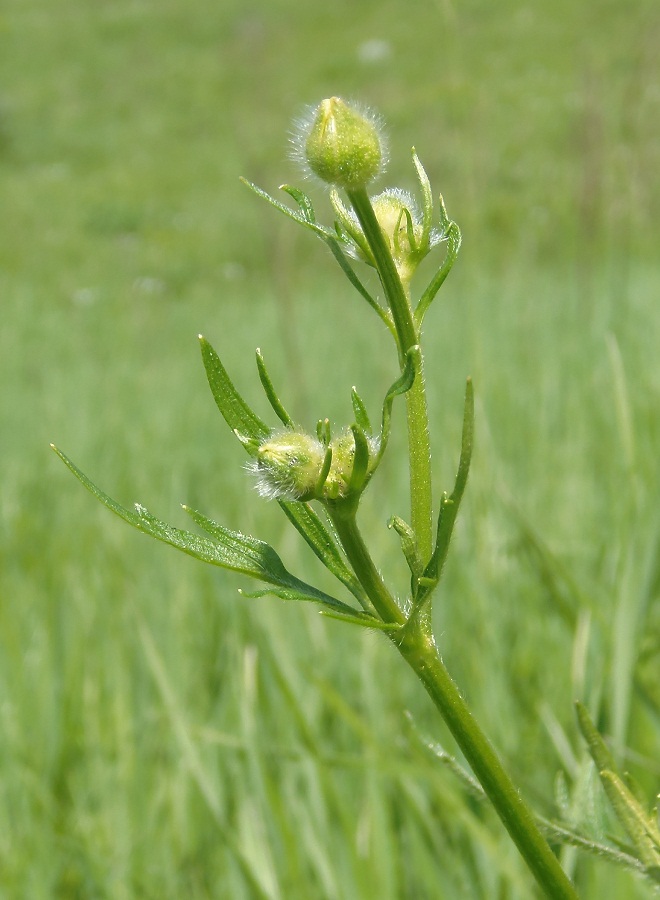 Image of Ranunculus polyanthemos specimen.