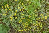 Potentilla impolita