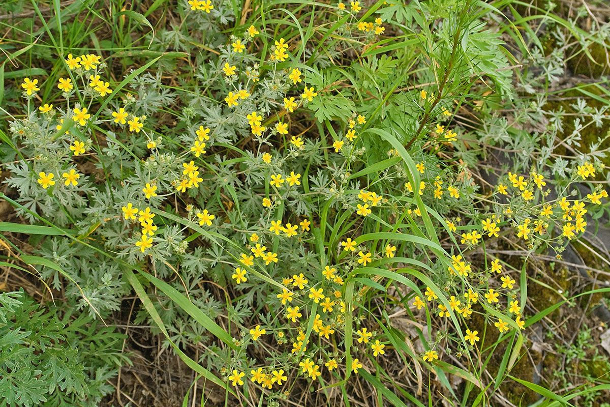 Изображение особи Potentilla impolita.