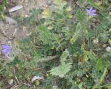 Erodium ciconium