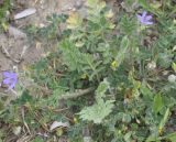 Erodium ciconium. Цветущее растение. Греция, Халкидики. 02.04.2010.