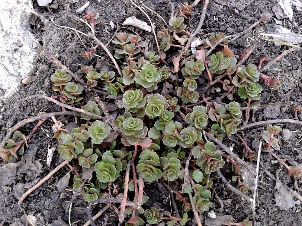 Image of Aizopsis hybrida specimen.