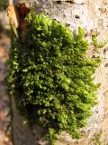 Radula complanata. Куртина. Горный Крым, Чернореченский каньон. 27.03.2017.