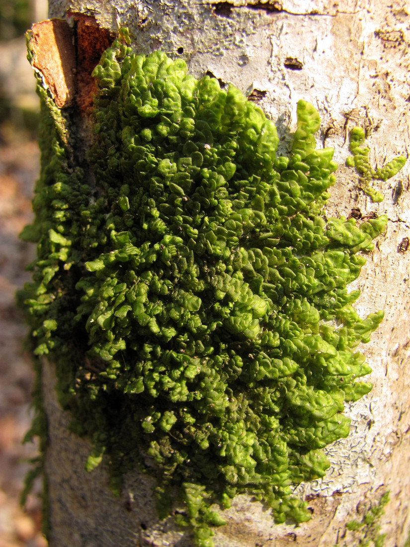 Image of Radula complanata specimen.