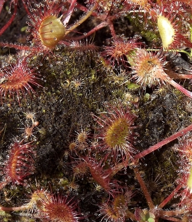 Image of Drosera rotundifolia specimen.