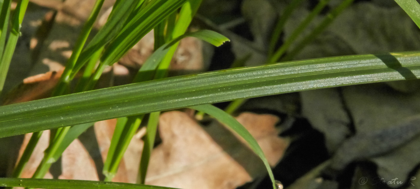 Изображение особи Carex brevicollis.