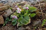 род Viola. Цветущее растение. Башкортостан, Белорецкий р-н, долина р. Малый Инзер в р-не станции Айгир, ж.-д. насыпь. 30 апреля 2017 г.