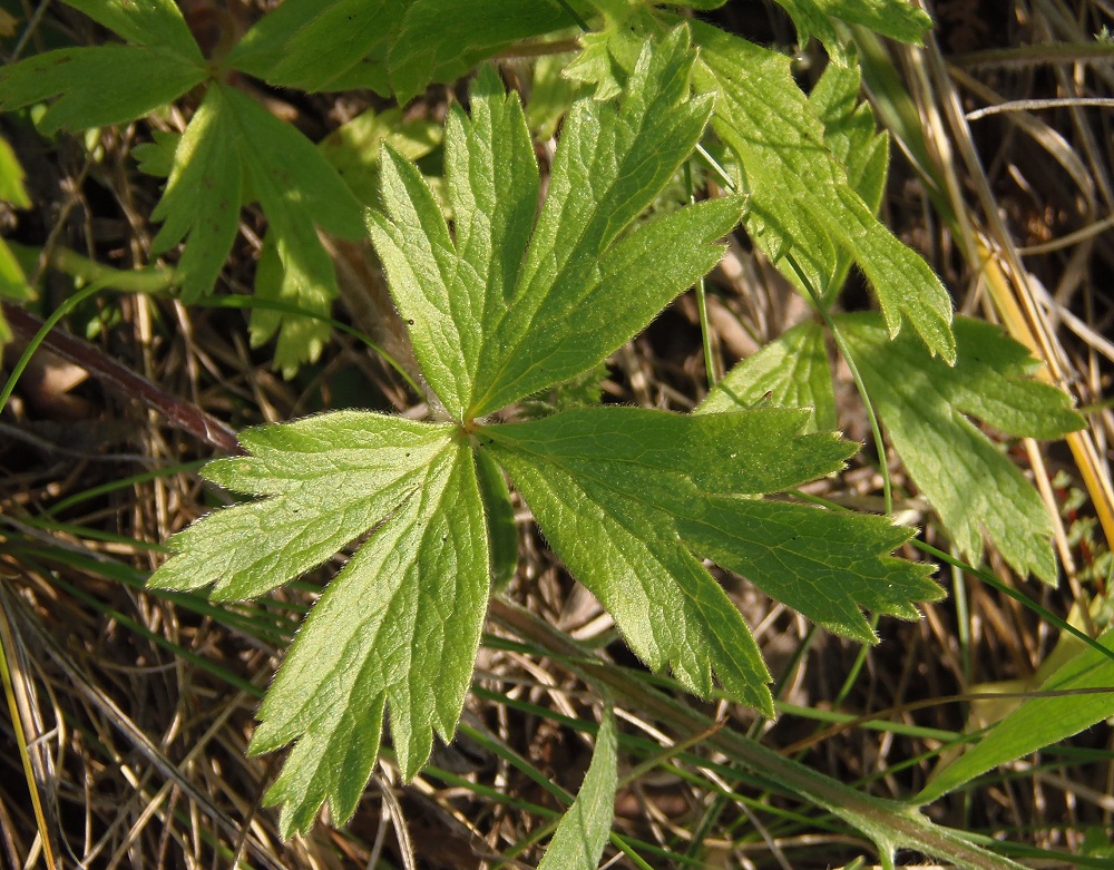 Изображение особи Anemone sylvestris.