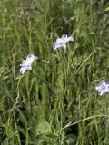 Linum pallescens