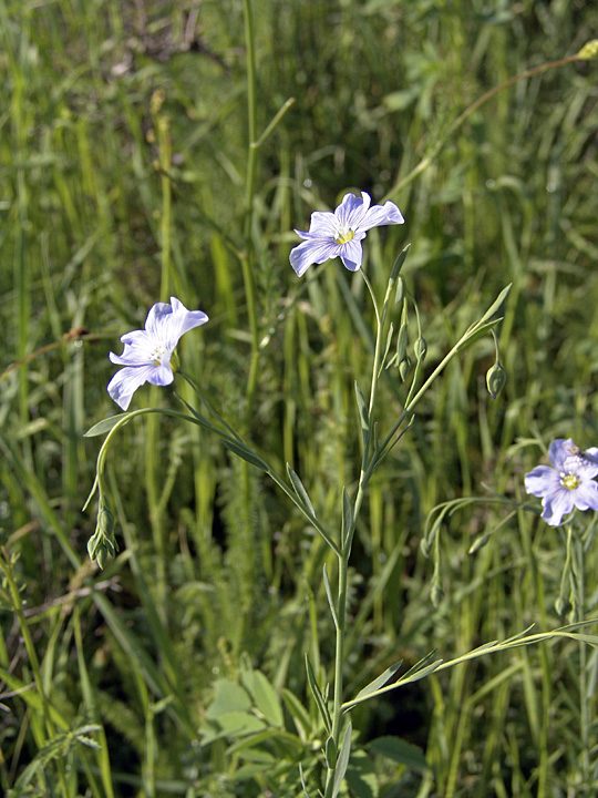 Изображение особи Linum pallescens.