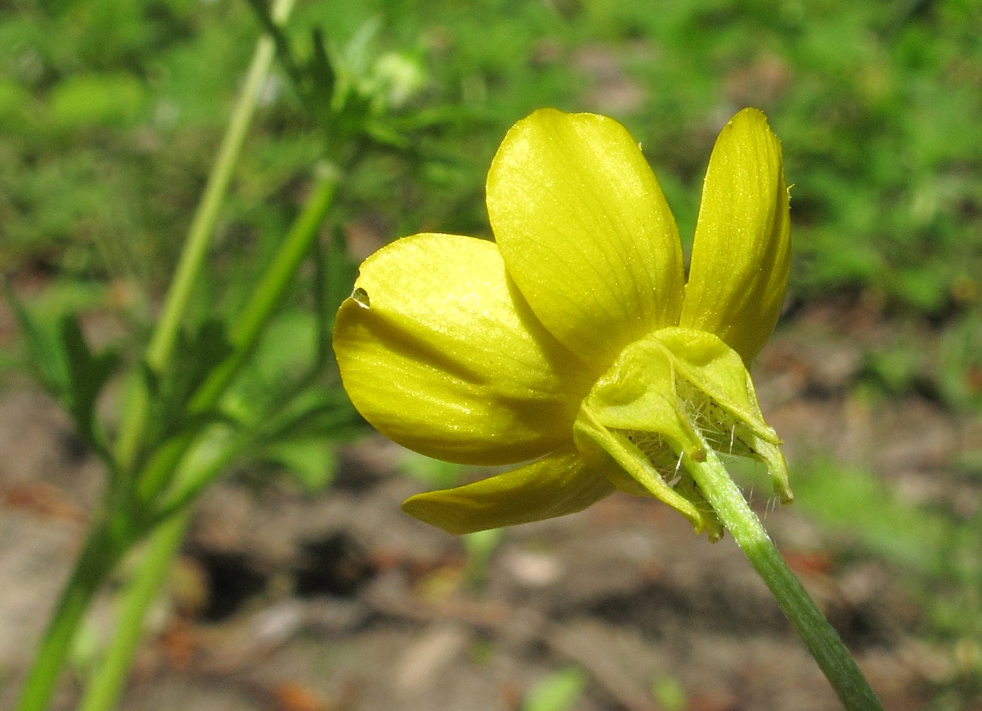 Изображение особи Ranunculus sardous.