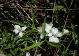 Cardamine trifida