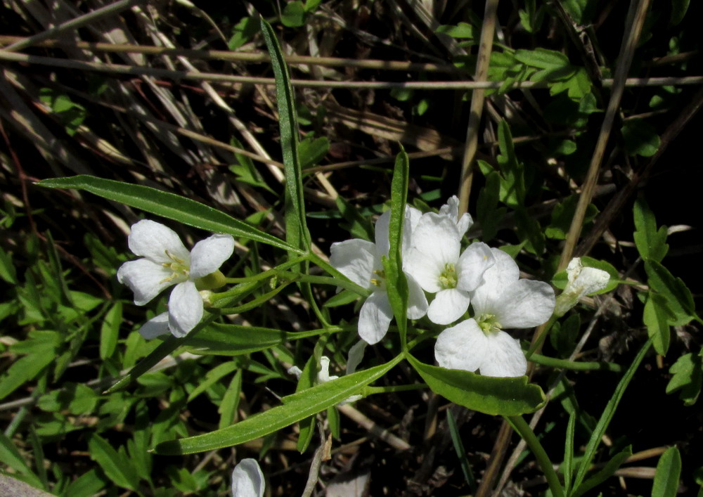 Image of Cardamine trifida specimen.