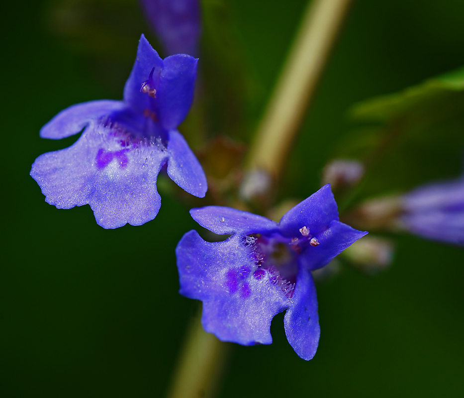Image of Glechoma hederacea specimen.