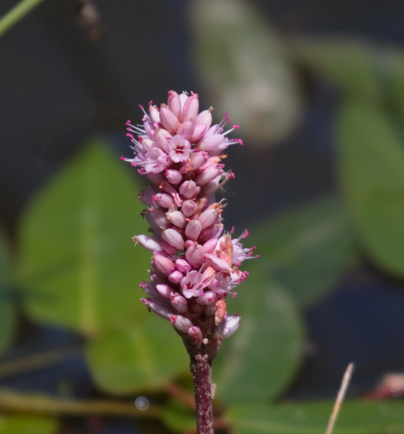 Image of Persicaria amphibia specimen.