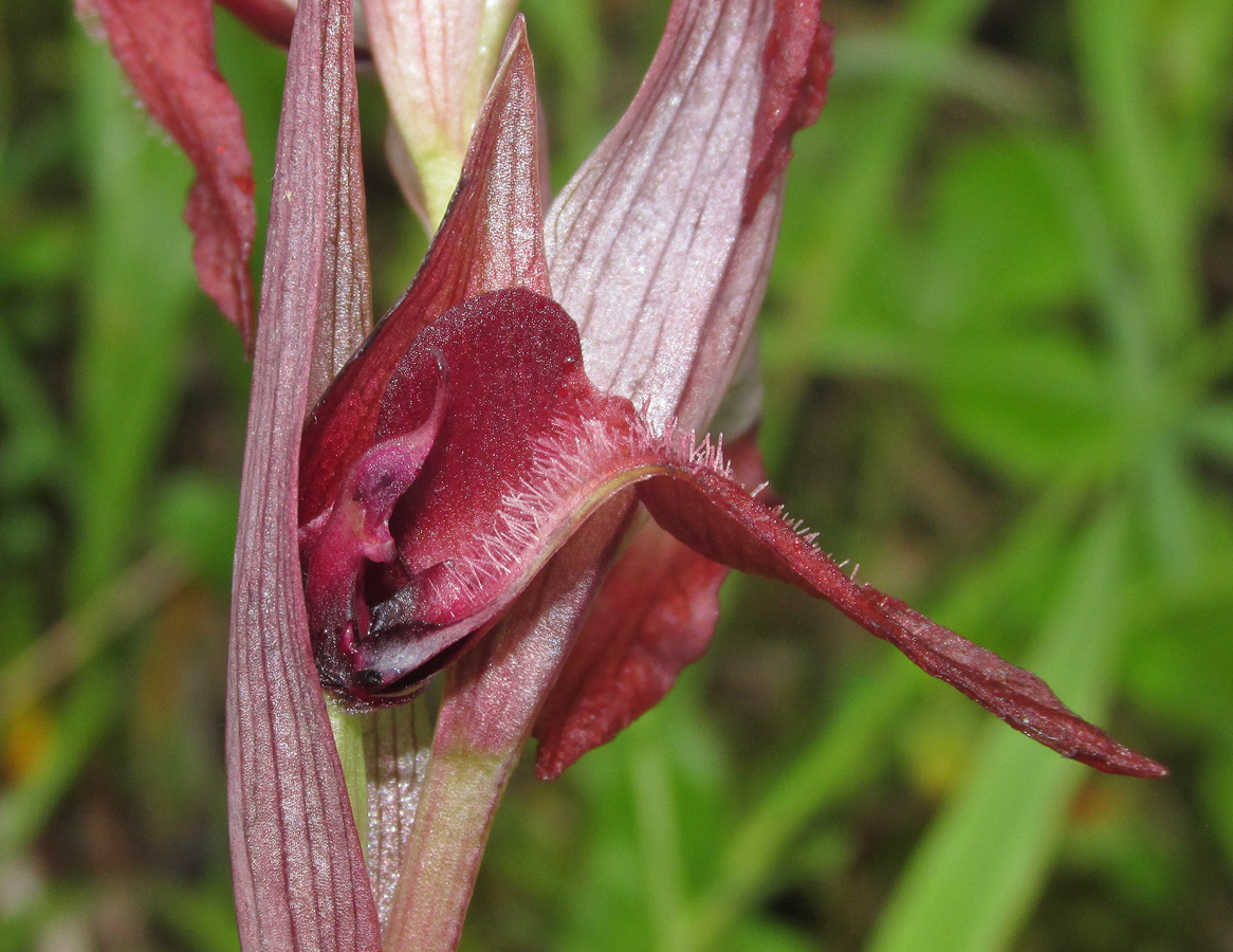 Изображение особи Serapias orientalis ssp. feldwegiana.