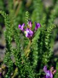 Oxytropis trichophysa. Соцветие и листья. Монголия, аймак Увс, перевал Оготор-Хамар-Даваа, ≈ 2100 м н.у.м., каменистый сухой склон. 12.06.2017.