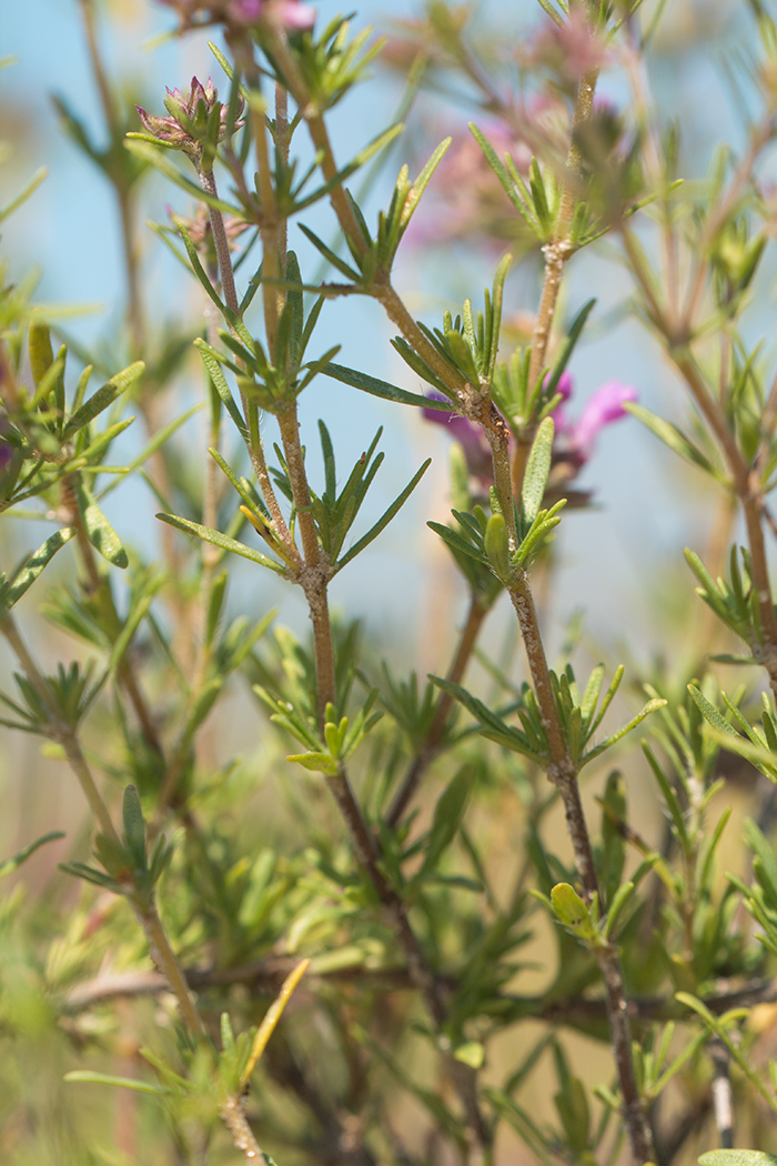 Image of Thymus pallasianus specimen.