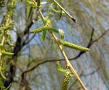 Salix babylonica. Часть ветки с мужскими соцветиями. Киев, ул. Булгакова. 15 апреля 2010 г.