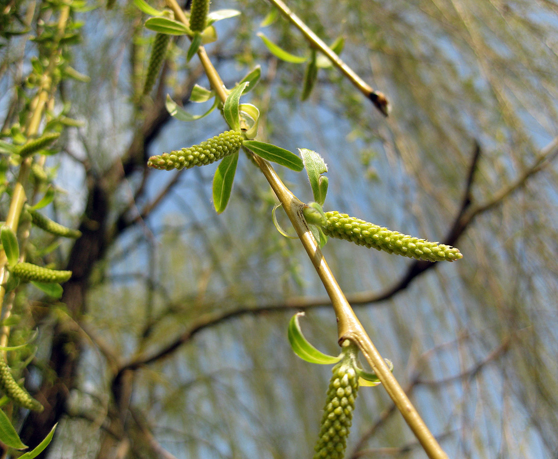 Изображение особи Salix babylonica.