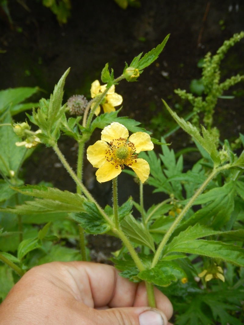 Изображение особи Geum &times; meinshausenii.