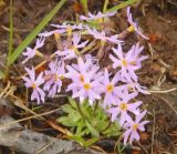 Primula nutans