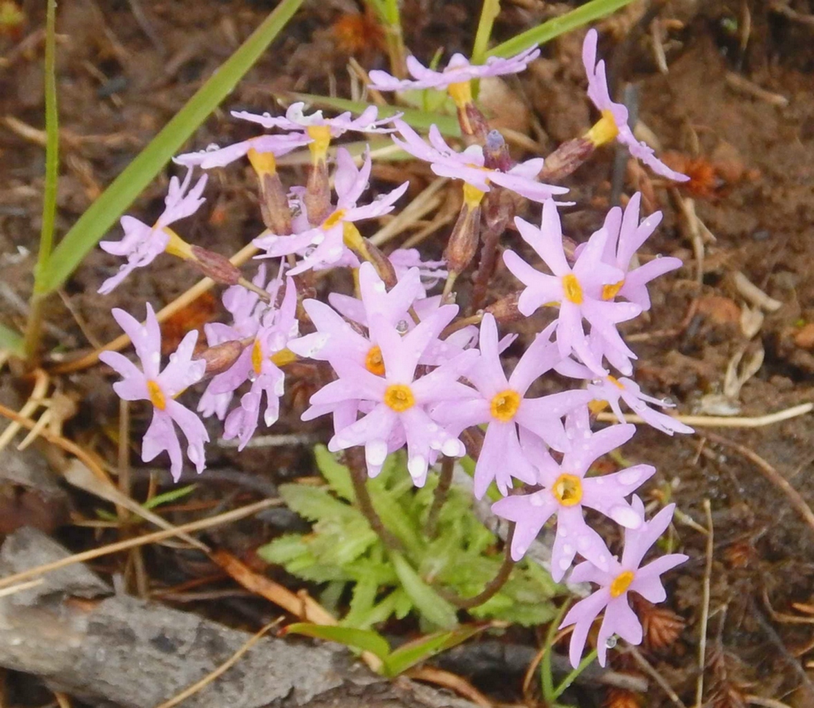 Image of Primula nutans specimen.