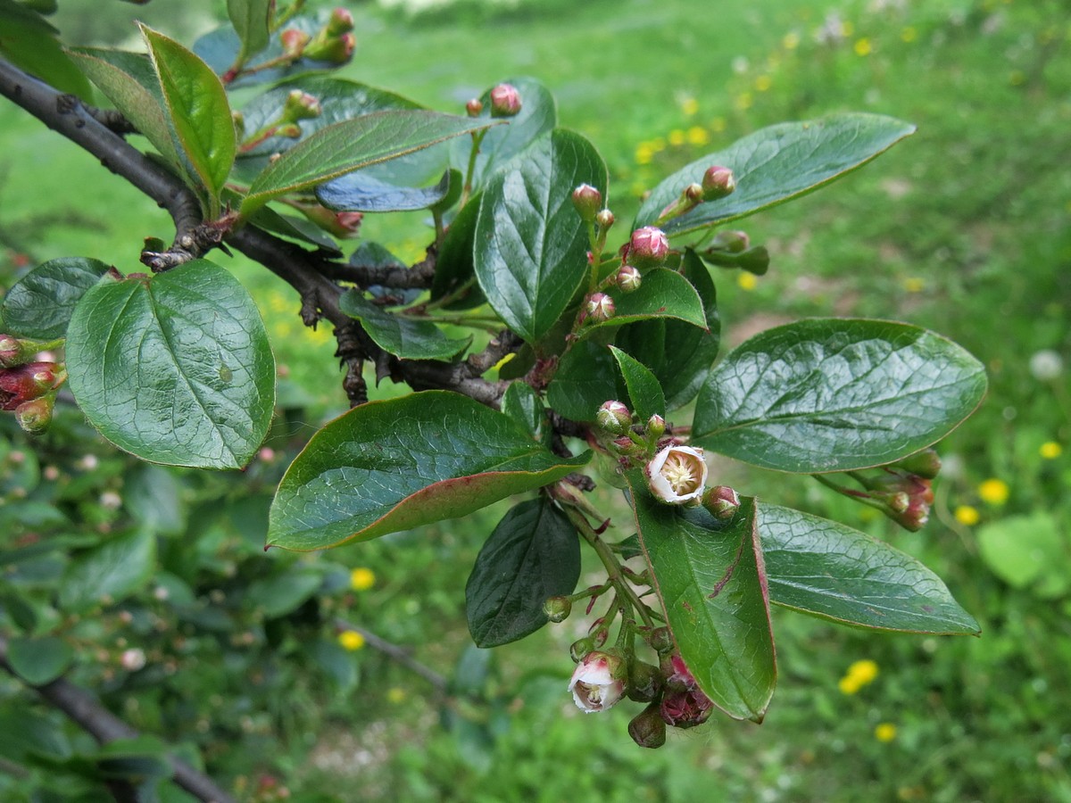 Image of Cotoneaster lucidus specimen.