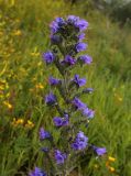 Echium vulgare