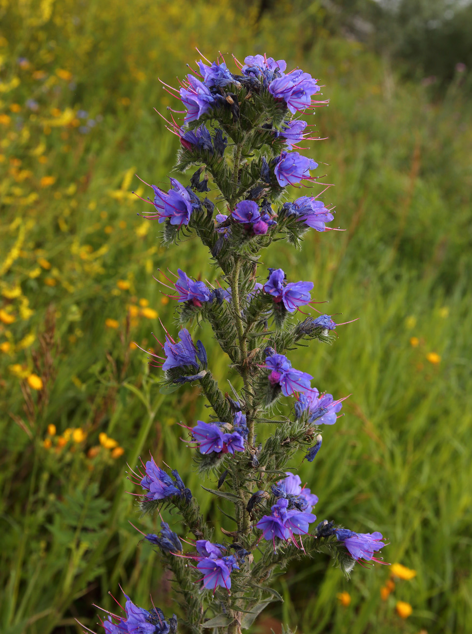 Image of Echium vulgare specimen.