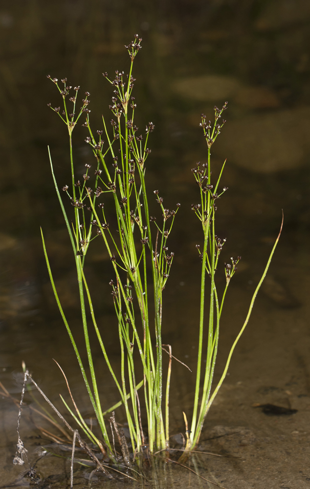 Изображение особи Juncus articulatus.