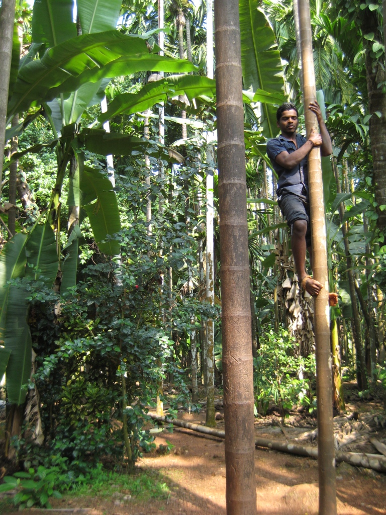 Image of Areca catechu specimen.