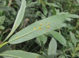 Salix pantosericea