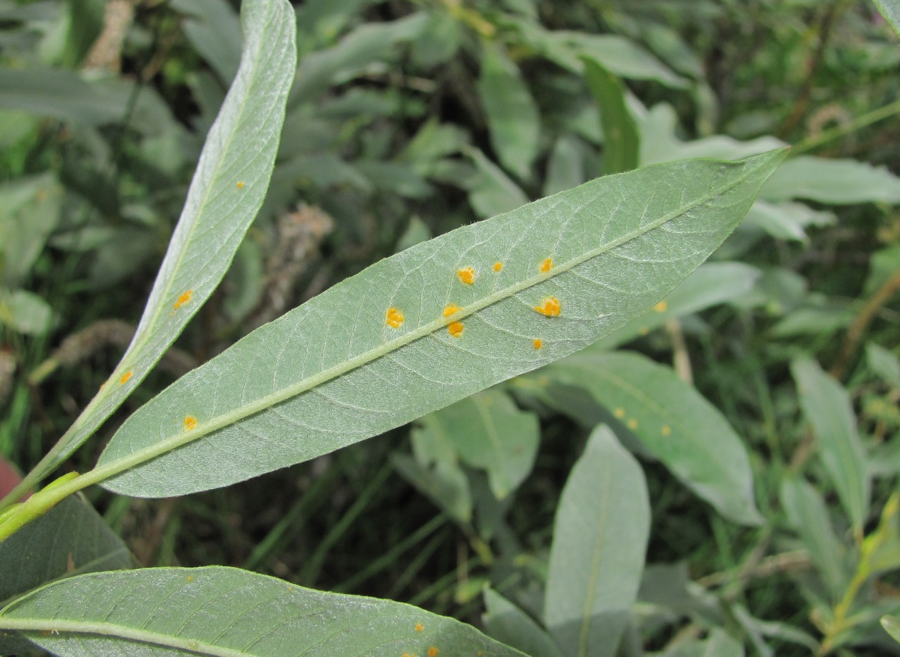 Изображение особи Salix pantosericea.