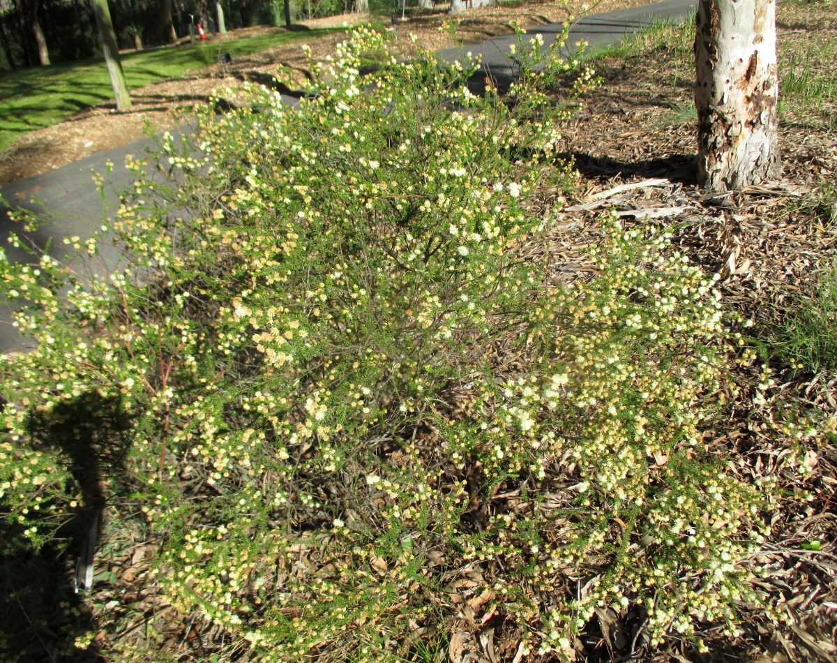 Image of Acacia brunioides specimen.